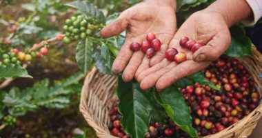 Cuál es el principal producto de exportación de Nicaragua en 2025 – La Voz del Altiplano