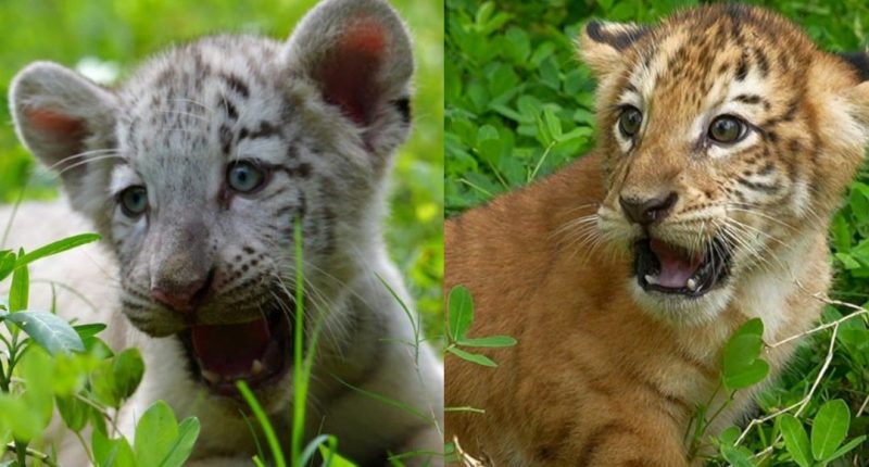 Nacen dos crías de tigre en el Zoológico Nacional de Nicaragua – La Voz del Altiplano