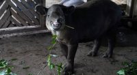 Tapir centroamericano en peligro de extinción nace en el Zoológico Nacional – La Voz del Altiplano