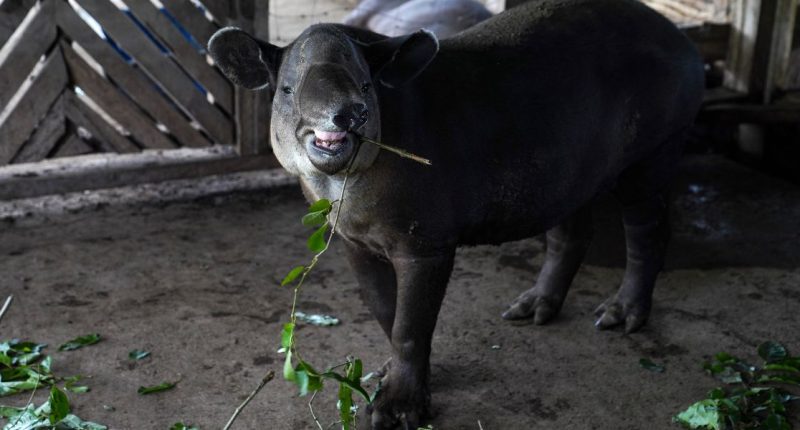 Tapir centroamericano en peligro de extinción nace en el Zoológico Nacional – La Voz del Altiplano