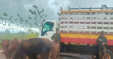 Ejército de Nicaragua detiene a costarricenses que trasladaban ganado de manera ilegal – La Voz del Altiplano