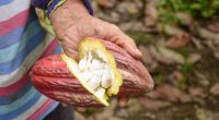 Precio del cacao en descenso: proyecciones a futuro – La Voz del Altiplano