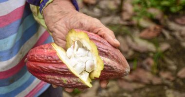 Precio del cacao en descenso: proyecciones a futuro – La Voz del Altiplano