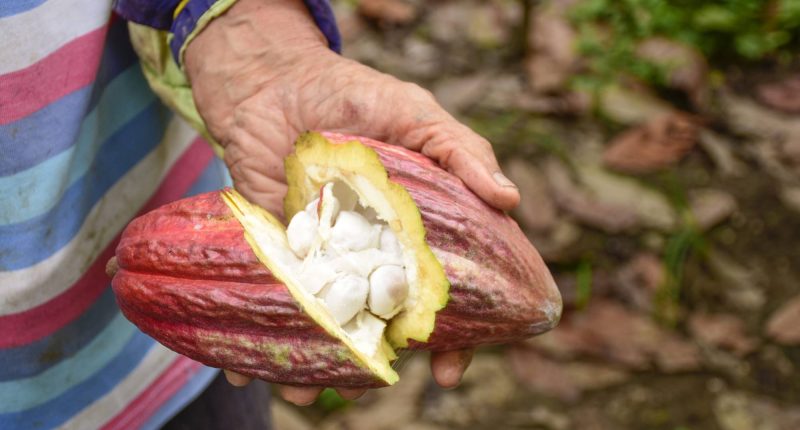 Precio del cacao en descenso: proyecciones a futuro – La Voz del Altiplano