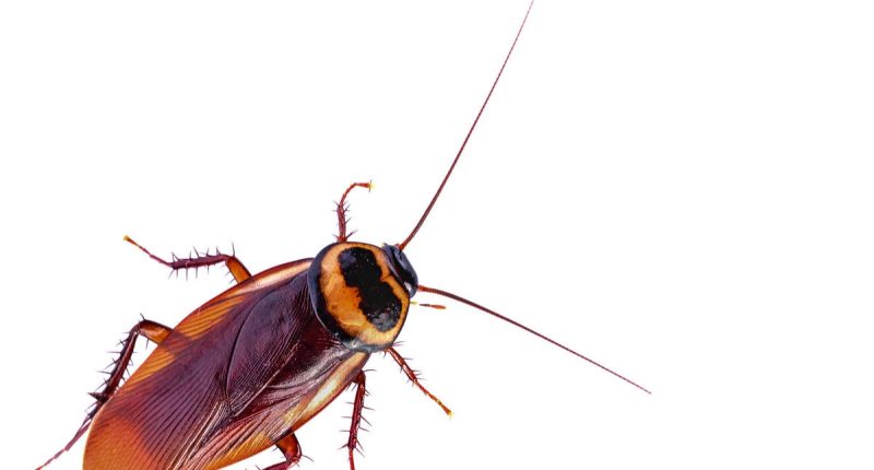 lo que realmente sabemos sobre las cucarachas – La Voz del Altiplano