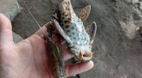 Contaminación en río Zapallo: 8 especies en peligro – La Voz del Altiplano