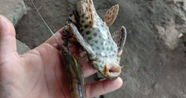 Contaminación en río Zapallo: 8 especies en peligro – La Voz del Altiplano