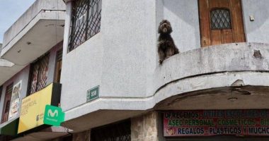 Así fue el rescate del perro Lupo en el sur de Quito – La Voz del Altiplano