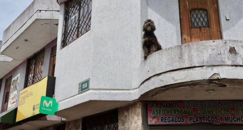 Así fue el rescate del perro Lupo en el sur de Quito – La Voz del Altiplano