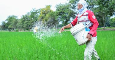 Arroceros de Ecuador en jaque por arancel colombiano – La Voz del Altiplano