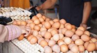 Incremento del Precio del Huevo en Ecuador – La Voz del Altiplano