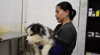 7.6 millones de mascotas y crecimiento en alimentos – La Voz del Altiplano