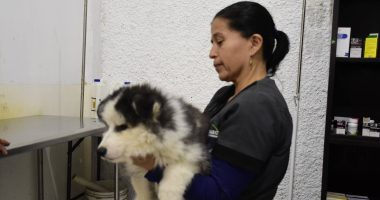 7.6 millones de mascotas y crecimiento en alimentos – La Voz del Altiplano