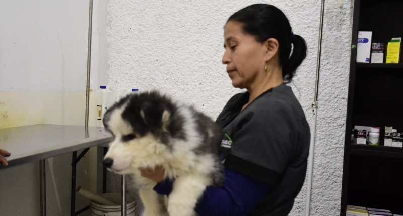 7.6 millones de mascotas y crecimiento en alimentos – La Voz del Altiplano
