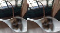 Sopa con ratón: Presos de la Penitenciaría del Litoral estarían recibiendo alimentos inadecuados – La Voz del Altiplano