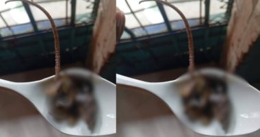 Sopa con ratón: Presos de la Penitenciaría del Litoral estarían recibiendo alimentos inadecuados – La Voz del Altiplano