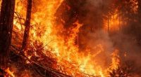 Aumentan víctimas por incendios forestales – La Voz del Altiplano