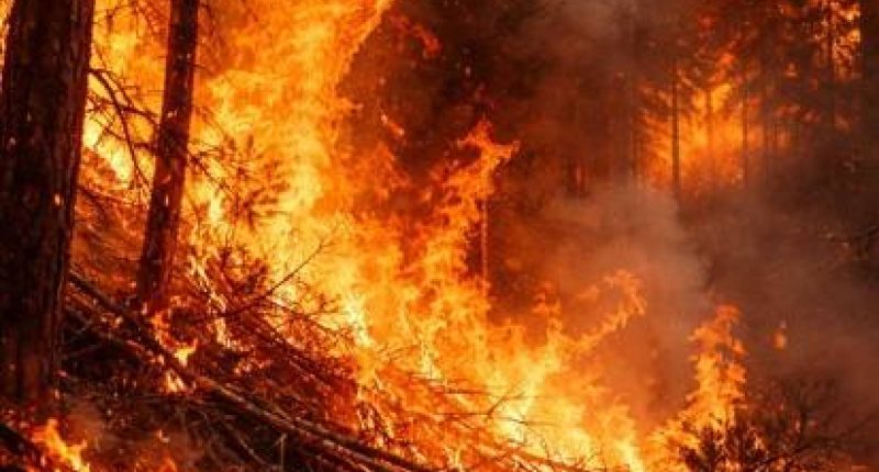 Aumentan víctimas por incendios forestales – La Voz del Altiplano