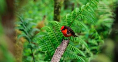 Regreso de Tortugas y Aves en Galápagos – La Voz del Altiplano