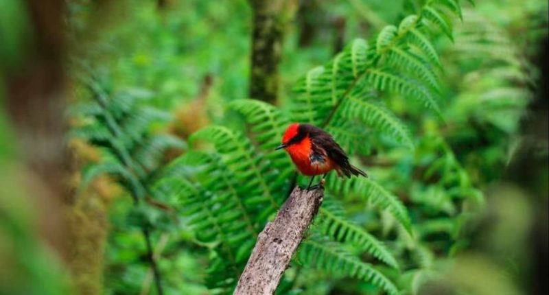 Regreso de Tortugas y Aves en Galápagos – La Voz del Altiplano