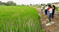 colombianos exigen controles al arroz de Ecuador – La Voz del Altiplano