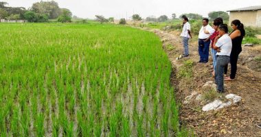 colombianos exigen controles al arroz de Ecuador – La Voz del Altiplano