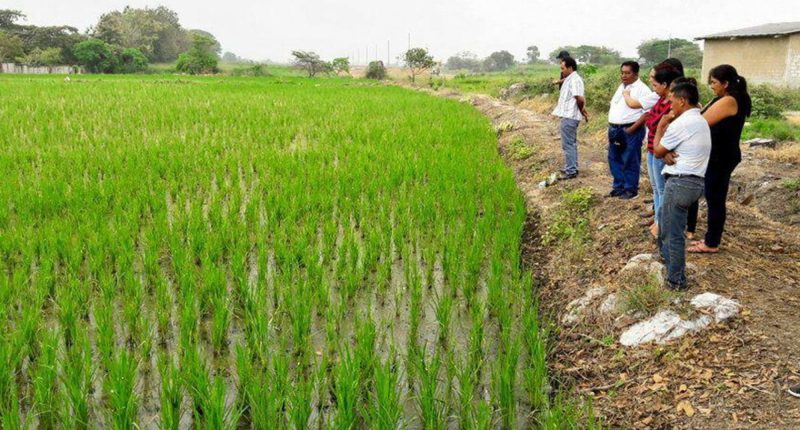 colombianos exigen controles al arroz de Ecuador – La Voz del Altiplano