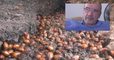 ¿Hasta cuándo seguirá la invasión de manichos en Manabí? Esto dice un experto – La Voz del Altiplano