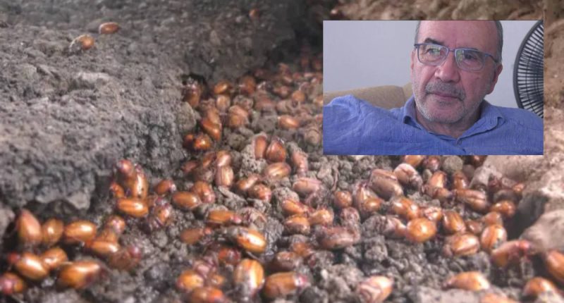 ¿Hasta cuándo seguirá la invasión de manichos en Manabí? Esto dice un experto – La Voz del Altiplano