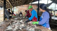 La faena nocturna de pinchagua sostiene a decenas de familias en Las Gilces – La Voz del Altiplano