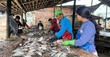 La faena nocturna de pinchagua sostiene a decenas de familias en Las Gilces – La Voz del Altiplano