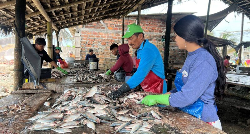 La faena nocturna de pinchagua sostiene a decenas de familias en Las Gilces – La Voz del Altiplano