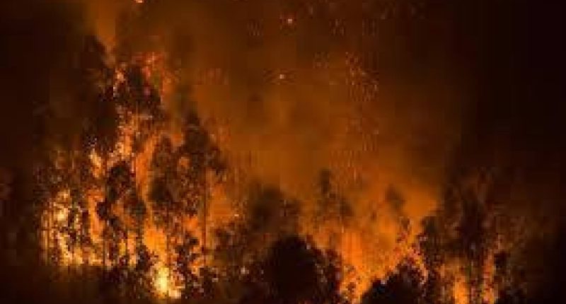 Juez extiende detención del principal sospechoso de incendios en Chile – La Voz del Altiplano