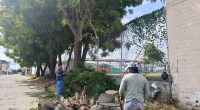 Podas semidrásticas en parques de Manta: Prevención de colapsos – La Voz del Altiplano
