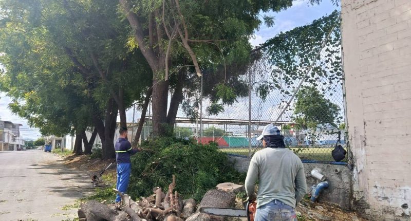Podas semidrásticas en parques de Manta: Prevención de colapsos – La Voz del Altiplano