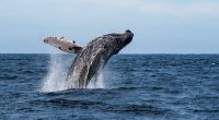 Ballenas en Manabí: Naturaleza y conservación marina – La Voz del Altiplano