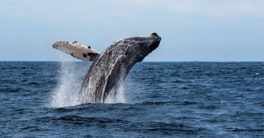 Ballenas en Manabí: Naturaleza y conservación marina – La Voz del Altiplano
