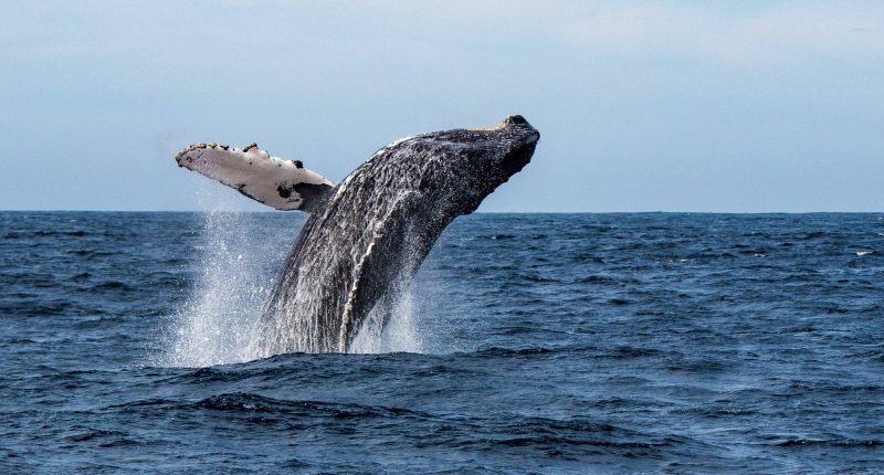Ballenas en Manabí: Naturaleza y conservación marina – La Voz del Altiplano