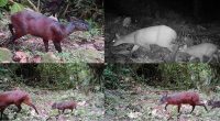 Descubren nuevo género de venado en los Andes: un hallazgo único – La Voz del Altiplano