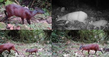 Descubren nuevo género de venado en los Andes: un hallazgo único – La Voz del Altiplano