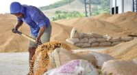 Estado ecuatoriano podrá comerciar maíz y arroz tras decreto – La Voz del Altiplano