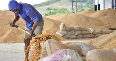 Estado ecuatoriano podrá comerciar maíz y arroz tras decreto – La Voz del Altiplano