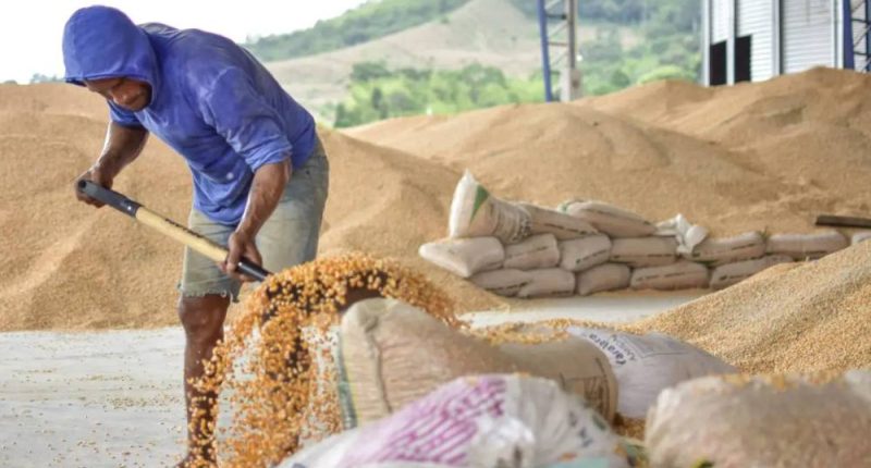 Estado ecuatoriano podrá comerciar maíz y arroz tras decreto – La Voz del Altiplano