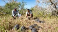Liberan 277 tortugas gigantes en Galápagos – La Voz del Altiplano