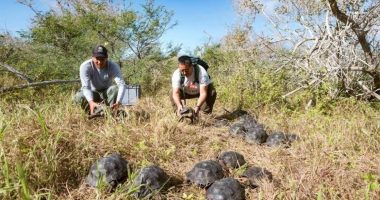 Liberan 277 tortugas gigantes en Galápagos – La Voz del Altiplano
