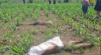 Ventanas hallan sin vida a dos adolescentes en un maizal del recinto La Polvareda – La Voz del Altiplano