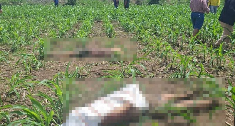 Ventanas hallan sin vida a dos adolescentes en un maizal del recinto La Polvareda – La Voz del Altiplano