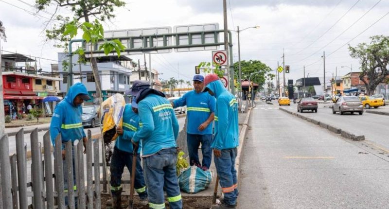 Guayaquil reemplaza 149 palmeras por especies nativas – La Voz del Altiplano