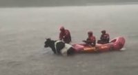 Bomberos de Quito salvan a la vaca Estrellita en tormenta – La Voz del Altiplano
