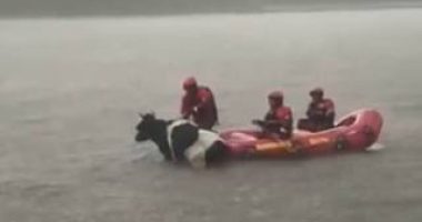 Bomberos de Quito salvan a la vaca Estrellita en tormenta – La Voz del Altiplano